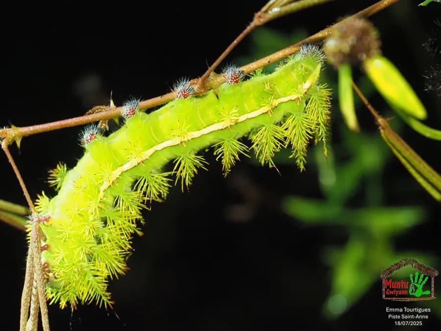 Papillon Automeris aux ailes ocellées